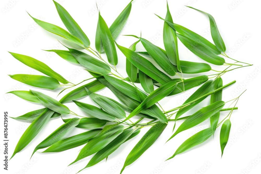 A collection of fresh green leaves arranged on a clean white surface, ideal for uses such as decoration, design, or nature-inspired themes A collection of fresh green leaves arranged on a clean white surface, ideal for uses such as decoration, design, or nature-inspired themes