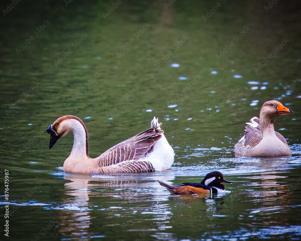 Obraz premium Domestic and Greylag Goose in the park