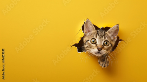 Cute cat peeking out of a hole in the wall, torn hole, empty copy space frame, yellow background