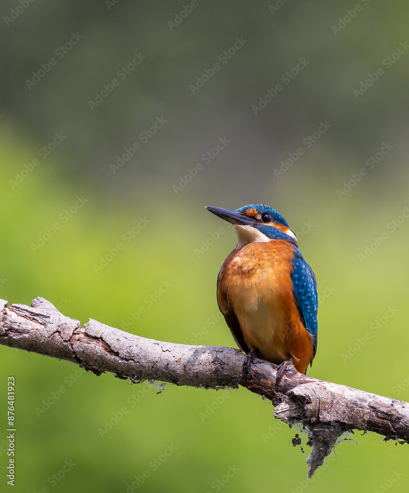 Fototapeta premium kingfisher on branch