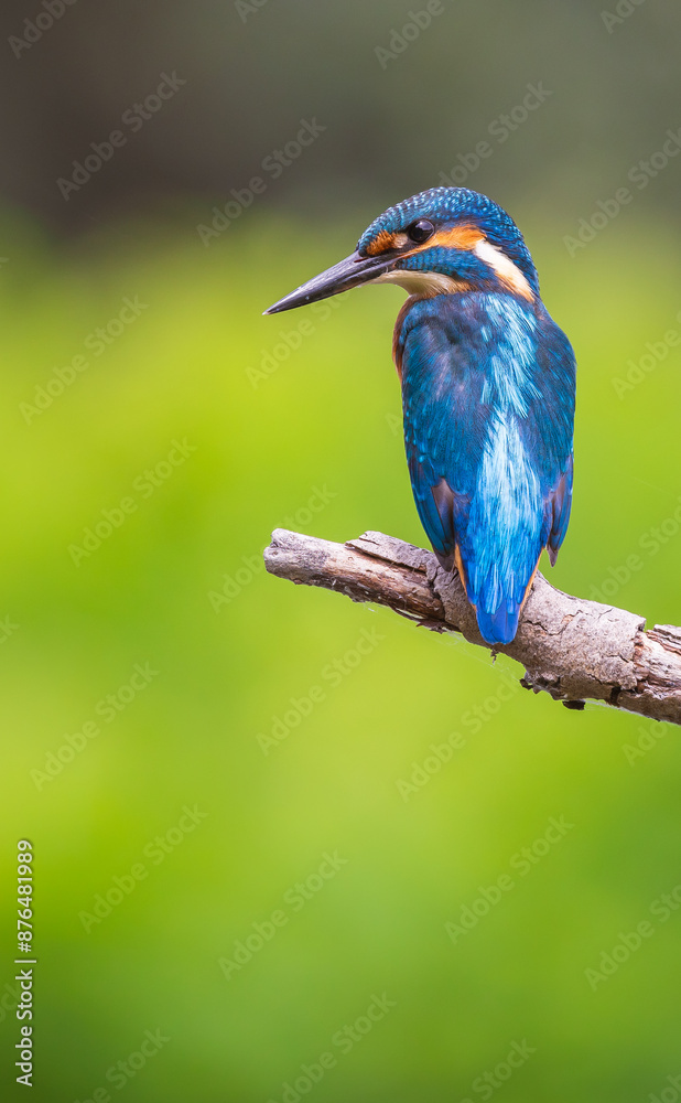 kingfisher on branch kingfisher on branch