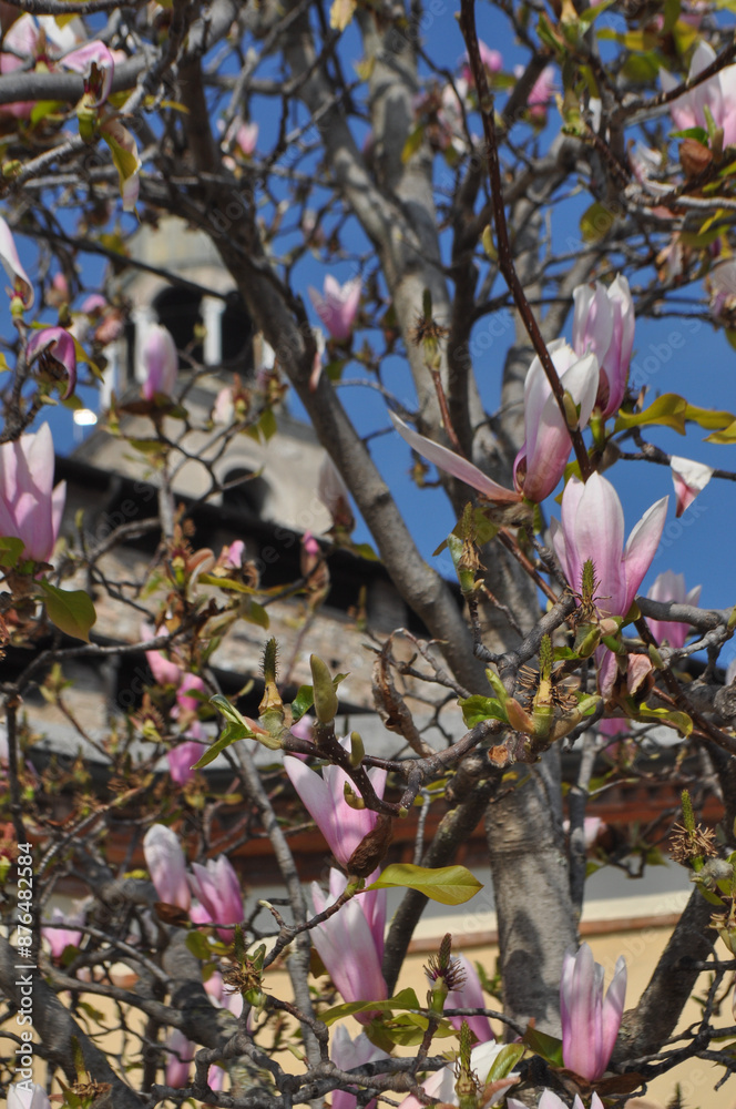 Sweetbay tree scient. name Magnolia Sweetbay tree scient. name Magnolia