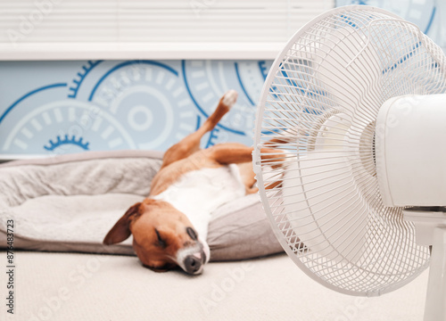 Relaxed dog lying in front of fan with legs in the air. Cute puppy dog sleeping upside down in dog bed. Keeping cat, dogs and pets cool in summer or heat waves. Female Harrier mix. Selective focus.