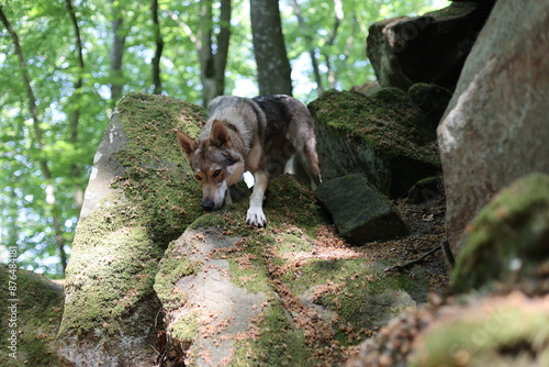 Tschechoslowakischer Wolfhund in Felsenschlucht photo