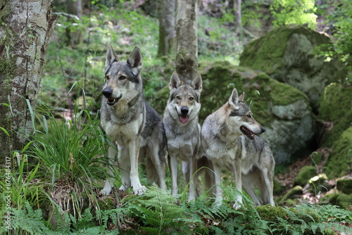 Tschechoslowakischer Wolfhund in Felsenschlucht