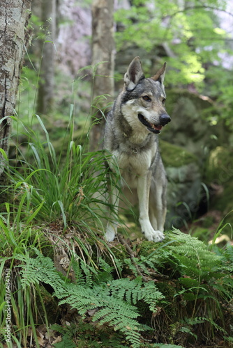 Tschechoslowakischer Wolfhund in Felsenschlucht