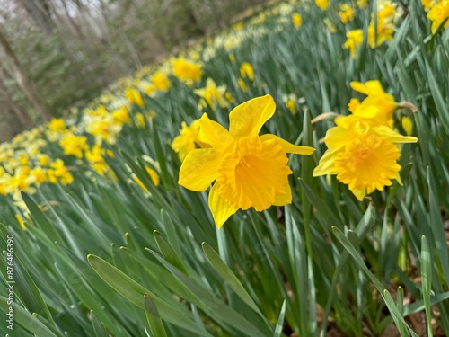 Daffodil