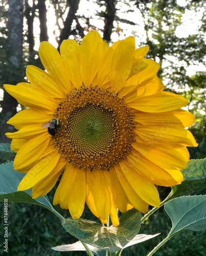 sunflower and bee
