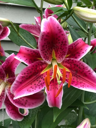 Lily