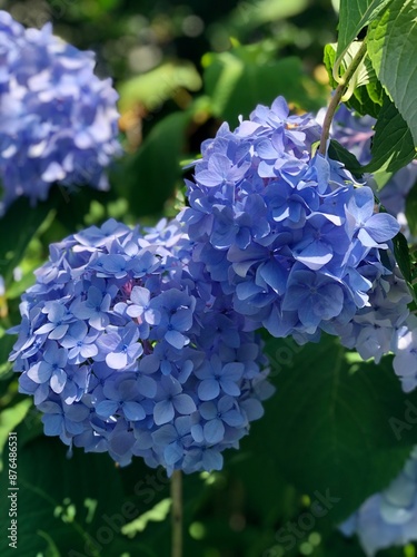 Hydrangea