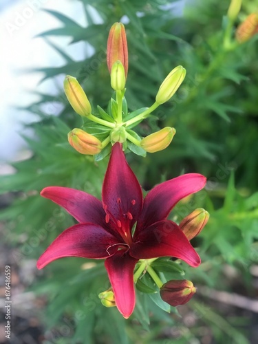 Lily