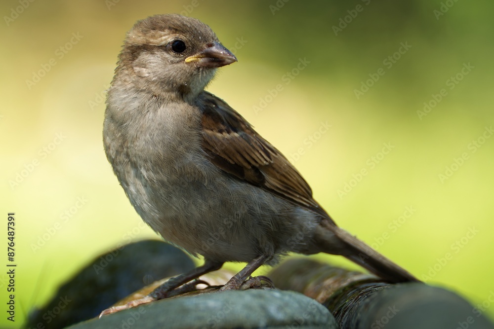 Fototapeta premium Young house sparrow stands on a stone. Portrait. Czechia.