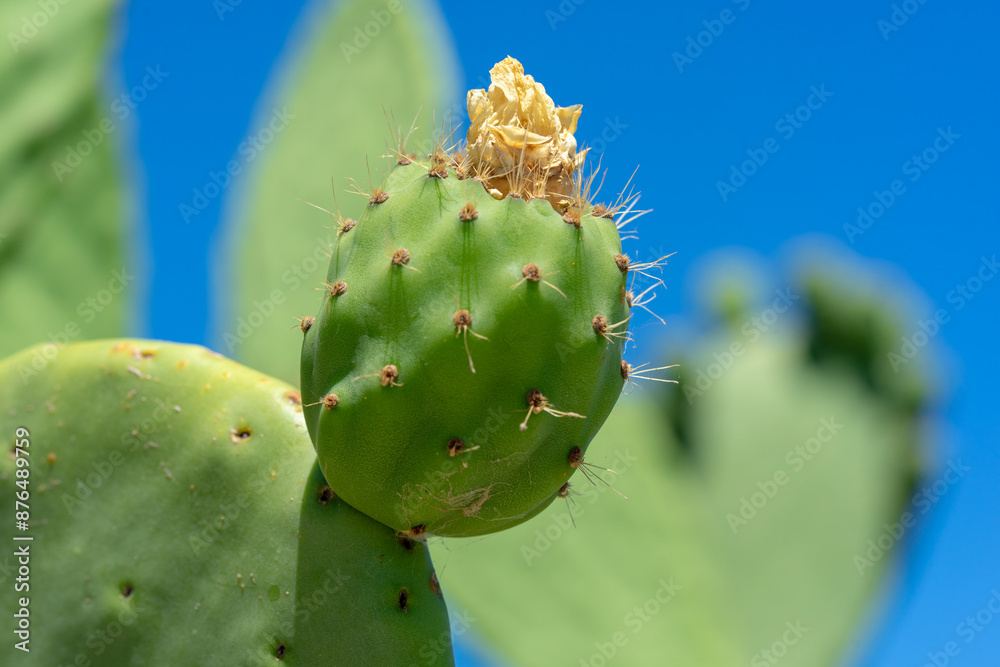 Green india fig in development process with flower traces