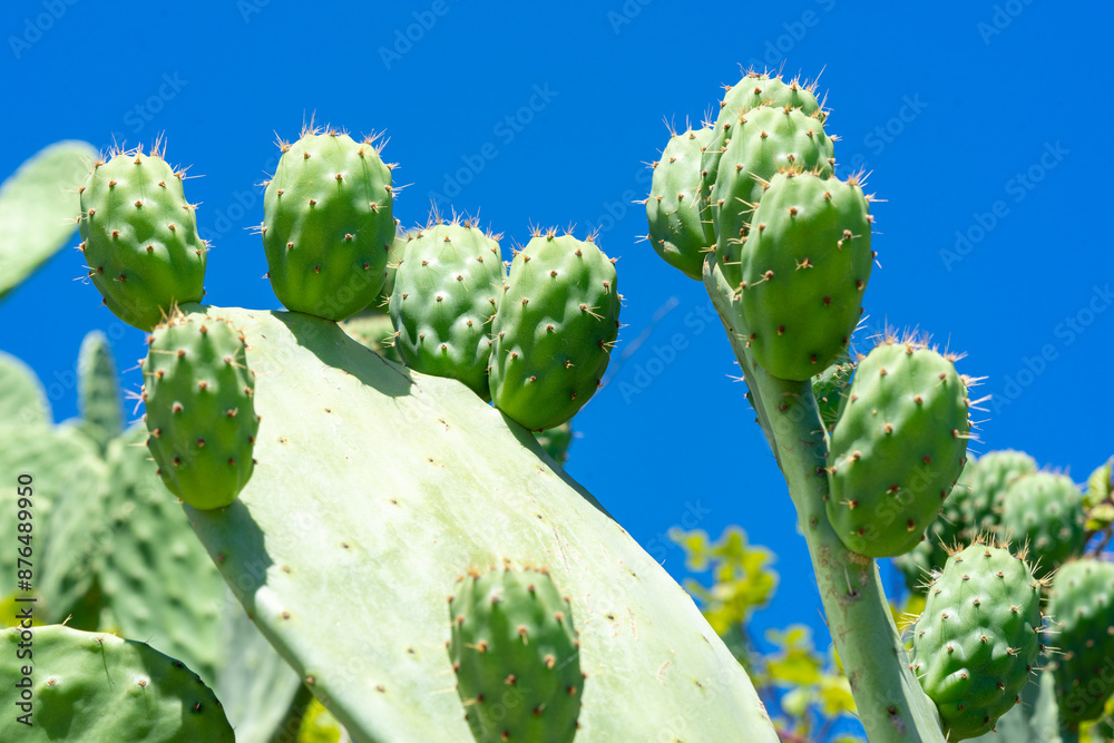 Green indian figs in the process of development in the form of bunches clinging to their broad leaves. Green indian figs in the process of development in the form of bunches clinging to their broad leaves.