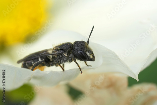 Closeup on a European large-headed resin bee, Heriades truncorum on a white flower in the garden photo
