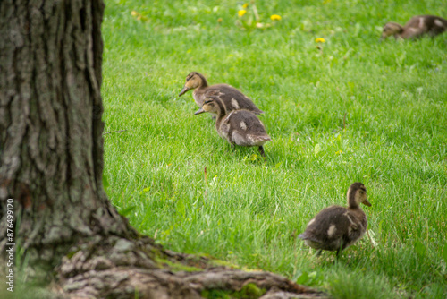 Mallard Ducklings forage among the green grass