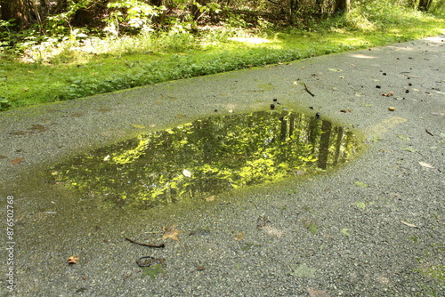 Puddle on the Road
