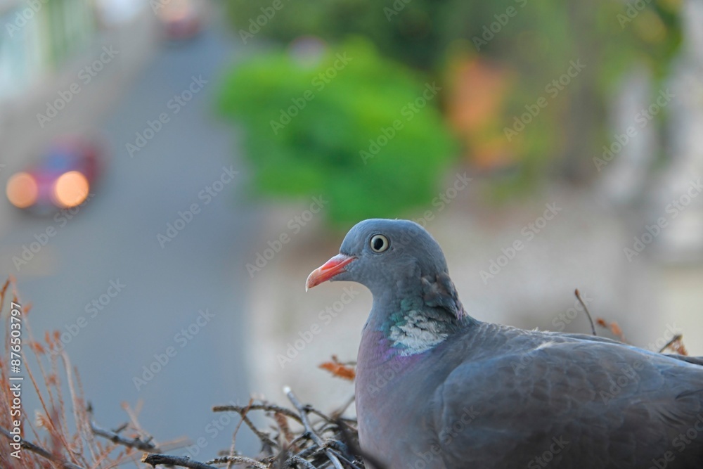 Obraz premium A dove on eggs. A pair of pigeons have built a nest in a flower box on the windowsill