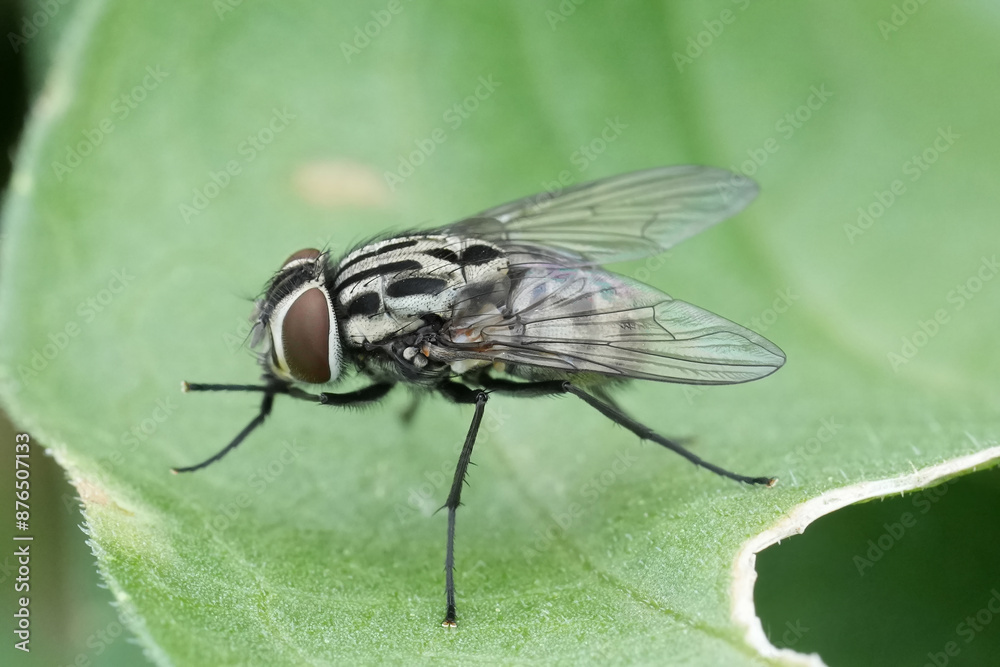 Detailed closeup on the European Graphomya maculata fly, sitting on a green leaf Detailed closeup on the European Graphomya maculata fly, sitting on a green leaf