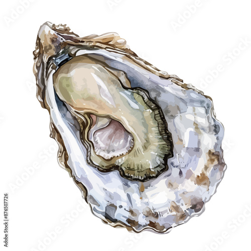 Watercolor painting of an oyster, isolated on a white background, oyster vector, drawing clipart, Illustration Vector, Graphic Painting, design art, logo
