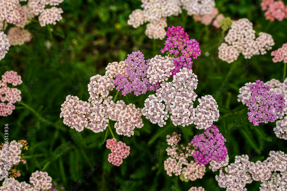 Yarrow growing in a field in Western Pennsylvania. Small, colorful, cluster flowers. Yarrow growing in a field in Western Pennsylvania. Small, colorful, cluster flowers.