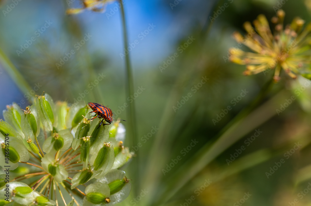 Striped stink bug on fennel flowers in the field