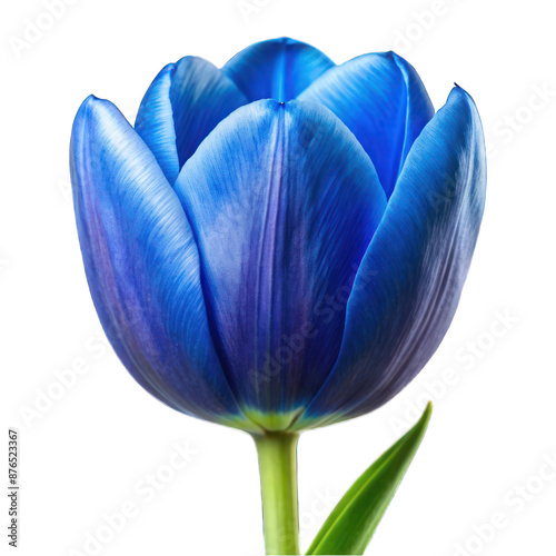 Blue tulip flower isolated on.transparent background photo