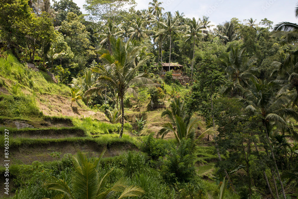 Beautiful view of rice terraces in Bali, Indonesia
