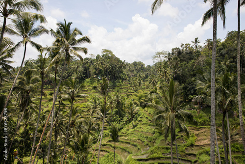 Beautiful view of rice terraces in Bali, Indonesia	
