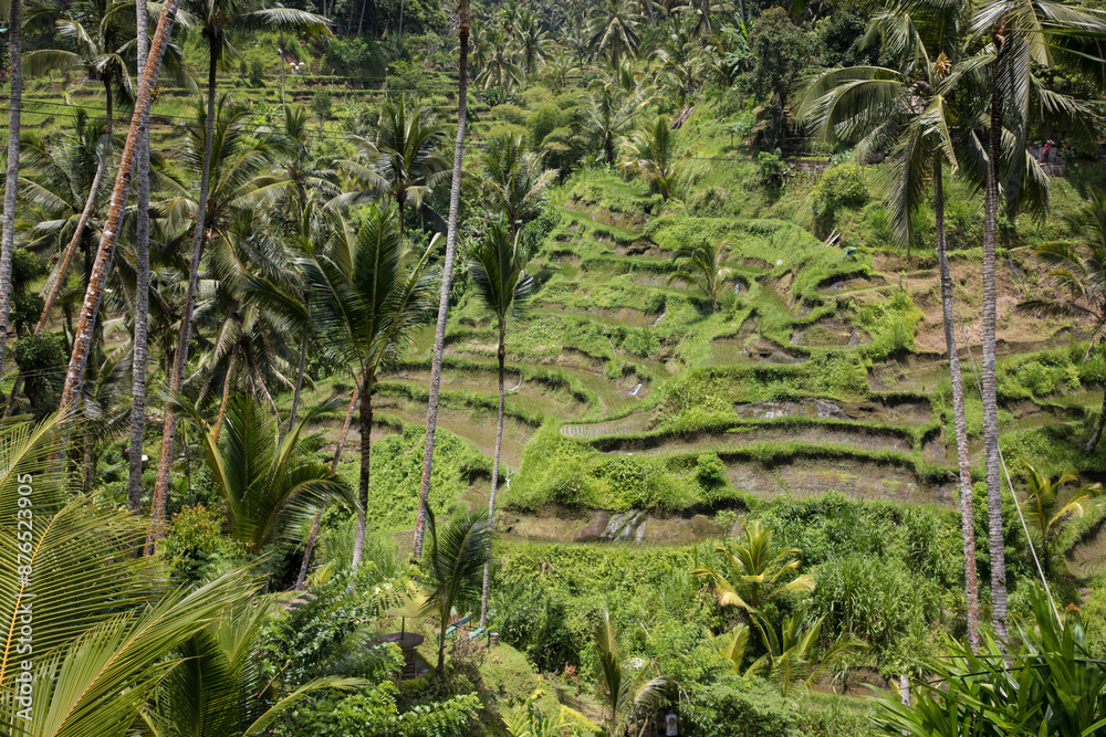 Beautiful view of rice terraces in Bali, Indonesia