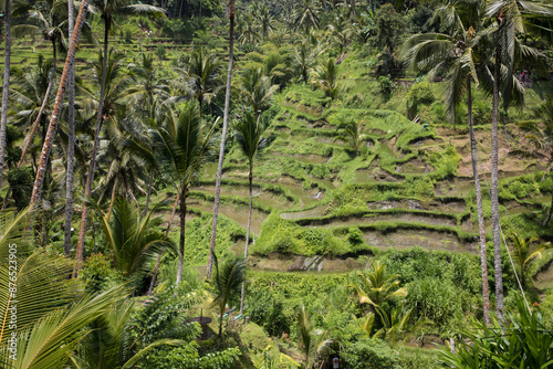 Obraz na płótnie Beautiful view of rice terraces in Bali, Indonesia
w salonie
