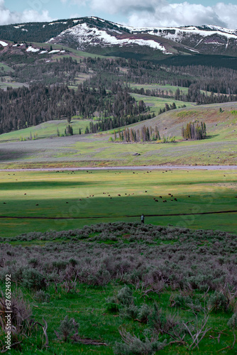 Vertical view of Lamar Valley in Yellowstone National Park.  Bison herd grazing on the green grasslands with pine forest and mountains with a dusting of snow. 