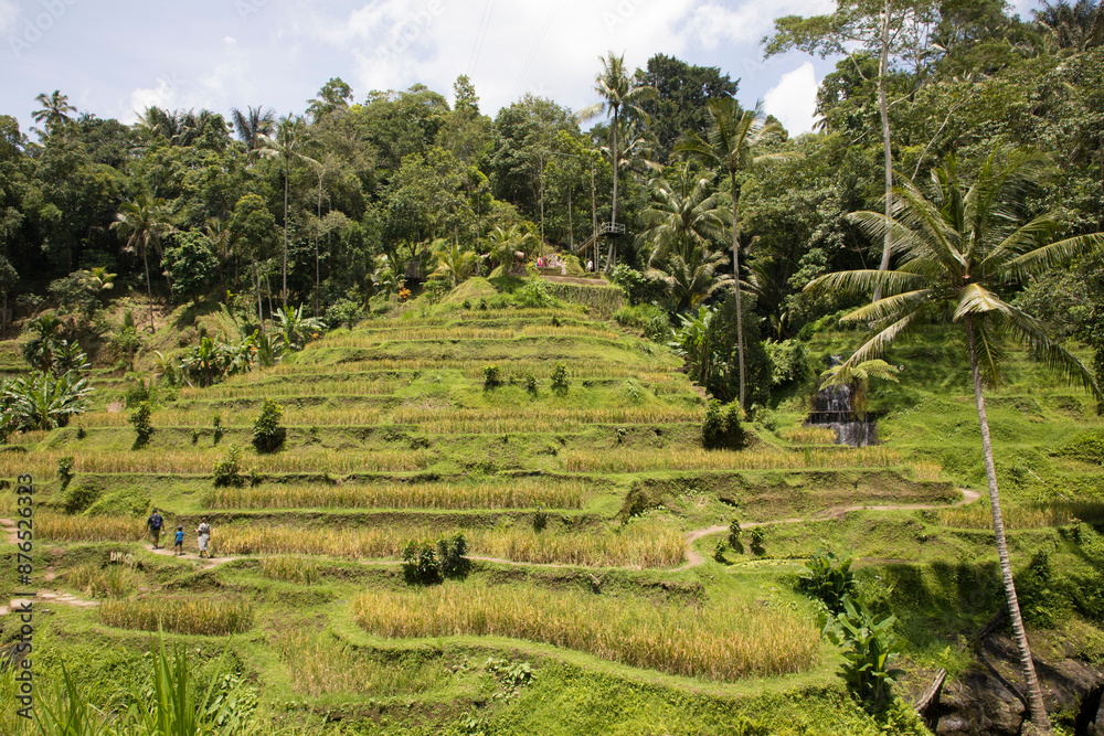 Beautiful view of rice terraces in Bali, Indonesia
