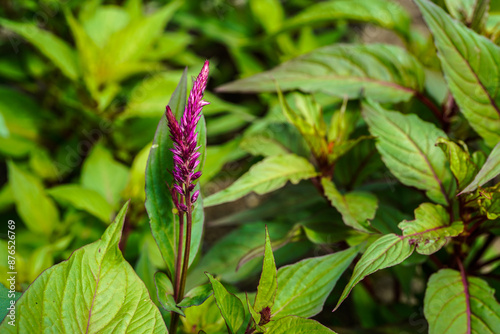 Dark purple celosia flowers growing outdoors. 