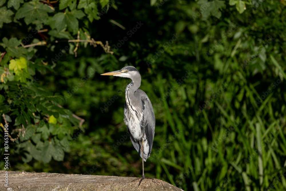 heron standing on a rock with lush green foliage in the background heron standing on a rock with lush green foliage in the background