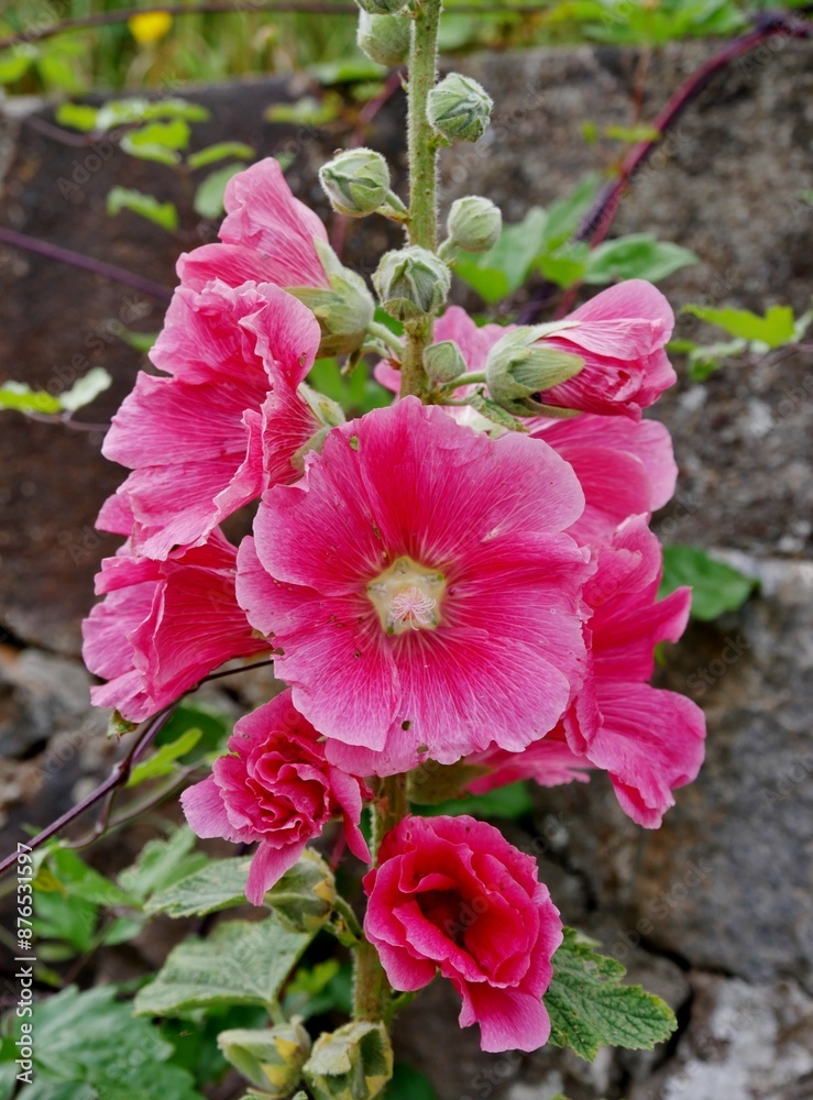 Rot-Rosa Stockrosenblüten
