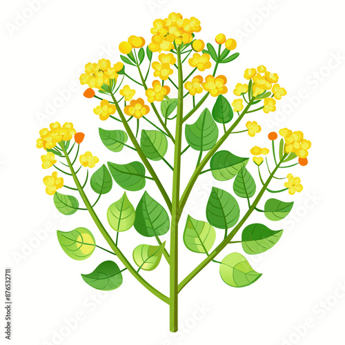 Blooming Mustard Plant Clear White Background