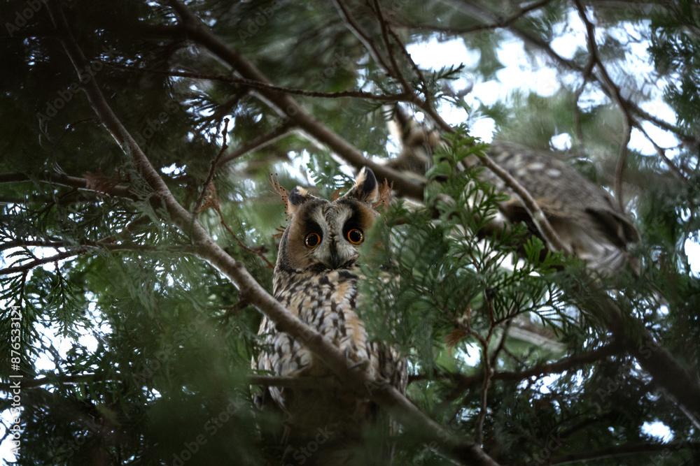 Obraz premium Long eared owl is hiding in the tree. Asio otus during winter time. Kind of owls wit ears. 