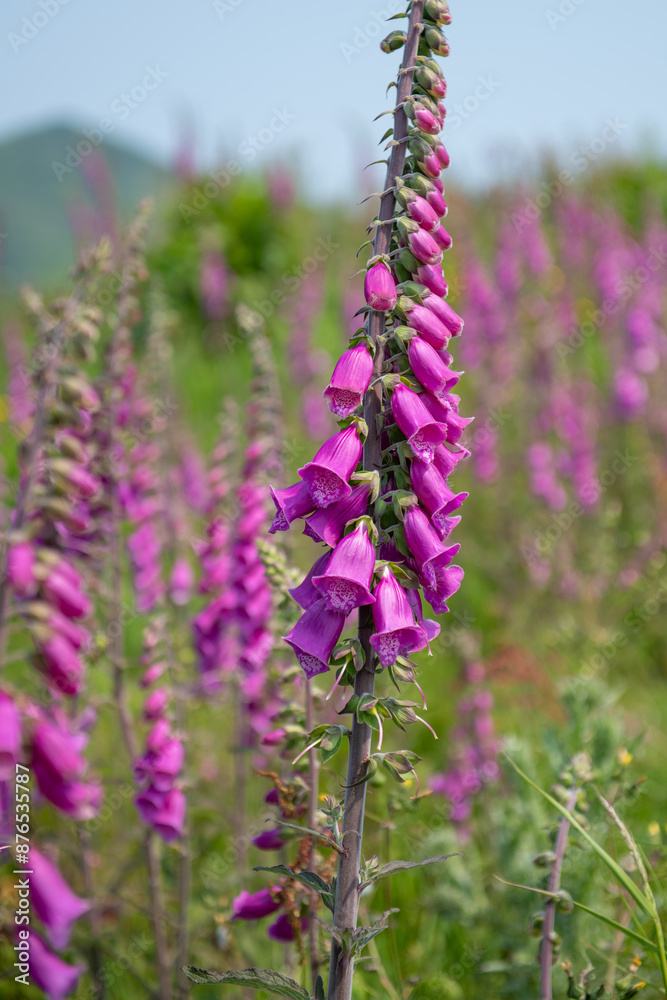 Close up of a common foxglove (digitalis purpurea) flower in bloom Close up of a common foxglove (digitalis purpurea) flower in bloom