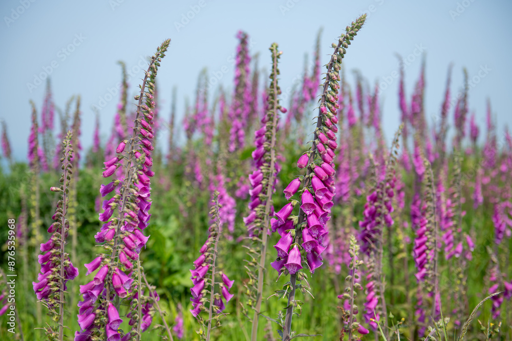 Common foxglove (digitalis purpurea) flowers in bloom Common foxglove (digitalis purpurea) flowers in bloom