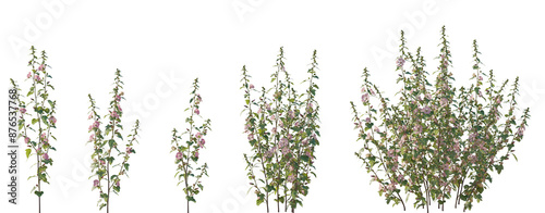 Set of frontal Lavatera clementii Rosea (Tree Mallow) flowering isolated png on a transparent background perfectly cutout high resolution photo