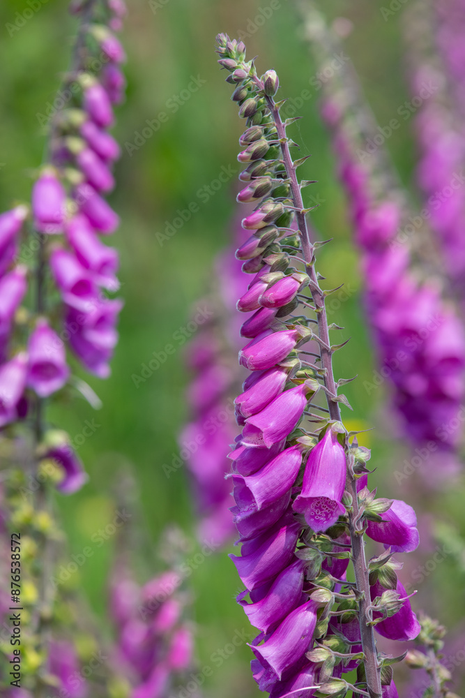 Fototapeta premium Close up of common foxglove (digitalis purpurea) flowers in bloom