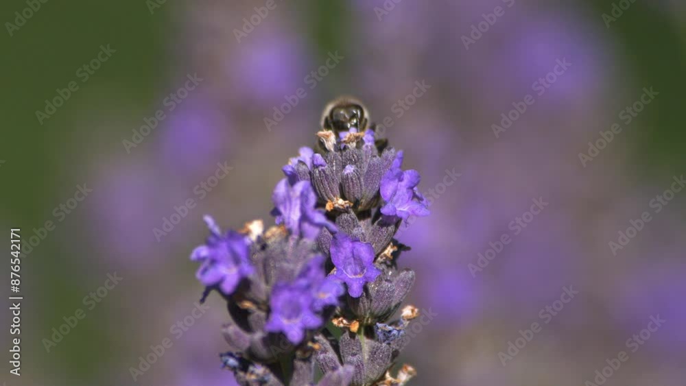 Abeilles qui volent et butinent dans les lavandes filmé au ralenti en macro Abeilles qui volent et butinent dans les lavandes filmé au ralenti en macro
