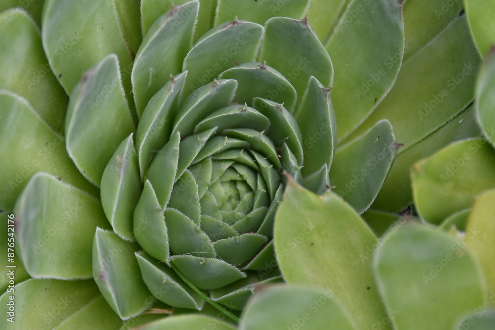 Hen and Chicks Plant Hen and Chicks Plant