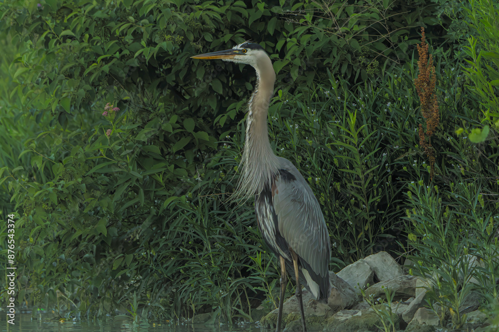 Fototapeta premium Great Blue Heron stalking for prey in morning light, local lake, Fishers, Indiana, summer. 