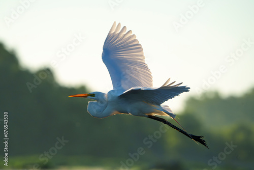 Great Egret frolicking in morning light, at local lake, Fishers, Indiana, Summer. 