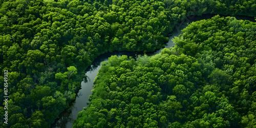 Floresta exuberante com um rio sinuoso