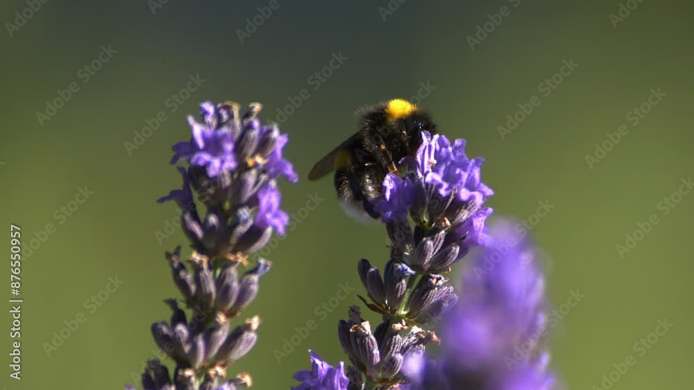 Bourdons qui volent et butinent dans les lavandes filmé au ralenti en macro Bourdons qui volent et butinent dans les lavandes filmé au ralenti en macro