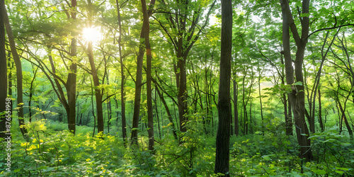 Tropical Forest with Sunbeam