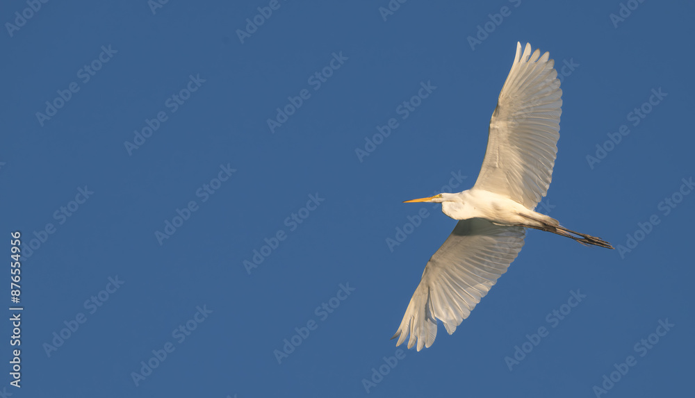 White heron, or great egret, flying overhead against a blue sky. White heron, or great egret, flying overhead against a blue sky.